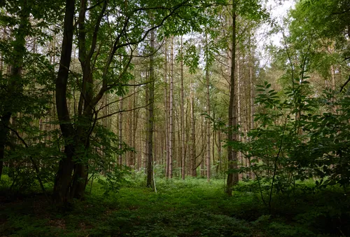 This landscape photograph shows a dense area of forest pines during a summer morning, with sunlight filtering gently through the trees, casting subtle shadows across the rural ground. The main subject of the image is the tall, straight trunks of pines, typical of Sherwood Pines, which dominate the scene and create a sense of depth as they recede into the background. The lush green foliage and undergrowth highlight the season and the vitality of the trees in this rural setting.